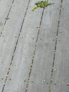 Roof Maintenance and Cleaning in Washington
